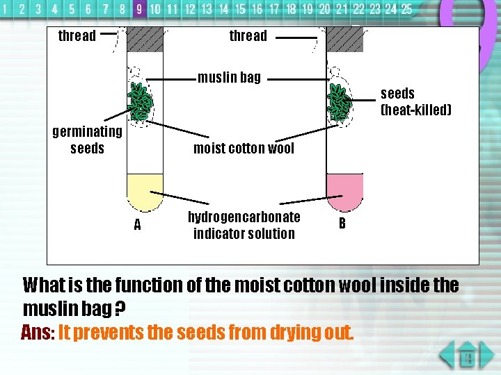 thread muslin bag germinating seeds (heat-killed) moist cotton wool A hydrogencarbonate indicator solution B