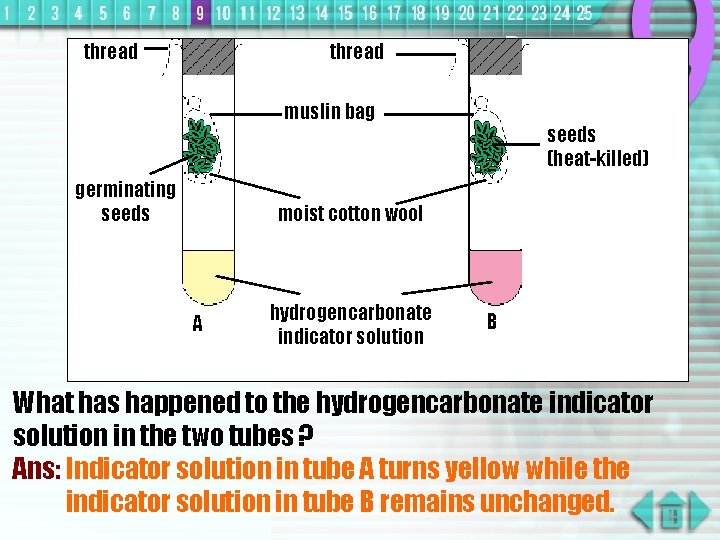 thread muslin bag germinating seeds (heat-killed) moist cotton wool A hydrogencarbonate indicator solution B