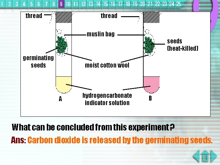 thread muslin bag germinating seeds (heat-killed) moist cotton wool A hydrogencarbonate indicator solution B