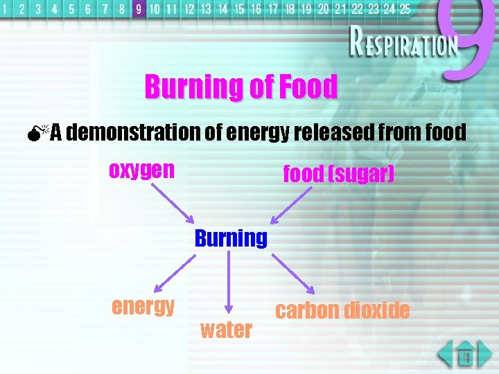 Burning of Food MA demonstration of energy released from food oxygen food (sugar) Burning