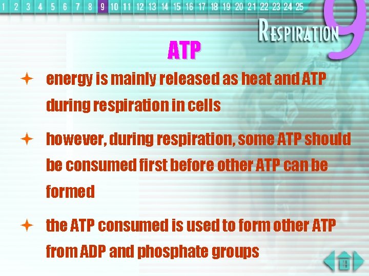ATP ª energy is mainly released as heat and ATP during respiration in cells