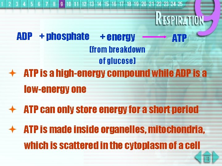 ADP + phosphate + energy ATP (from breakdown of glucose) ª ATP is a