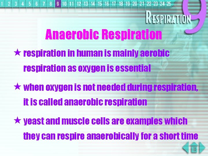 Anaerobic Respiration « respiration in human is mainly aerobic respiration as oxygen is essential