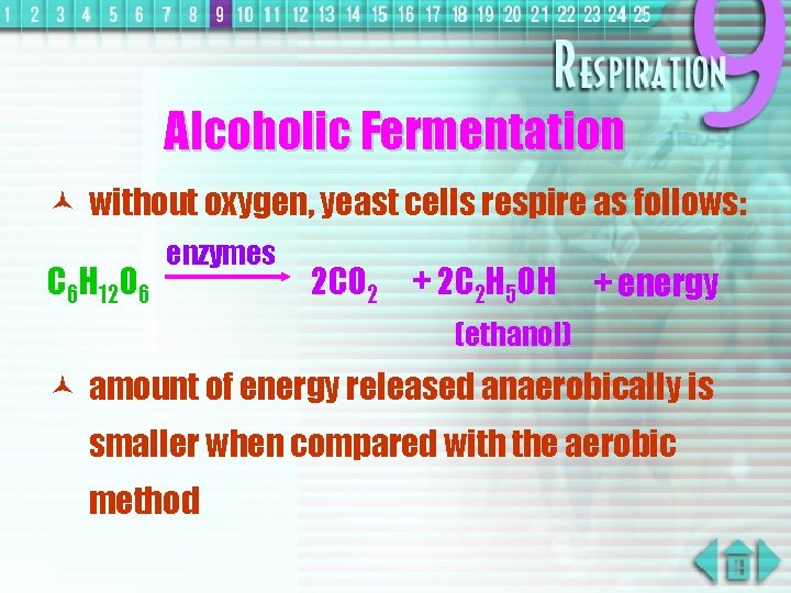 Alcoholic Fermentation © without oxygen, yeast cells respire as follows: C 6 H 12