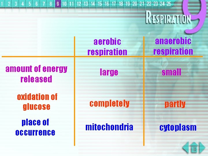 aerobic respiration anaerobic respiration amount of energy released large small oxidation of glucose completely