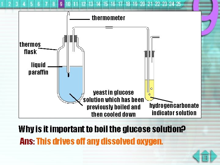 thermometer thermos flask liquid paraffin yeast in glucose solution which has been previously boiled