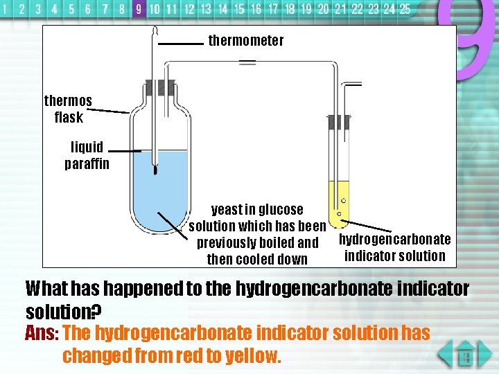 thermometer thermos flask liquid paraffin yeast in glucose solution which has been previously boiled
