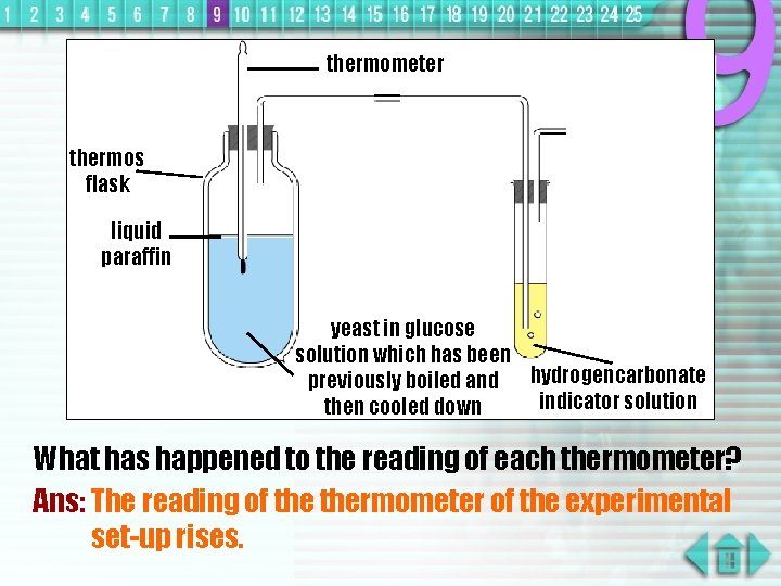 thermometer thermos flask liquid paraffin yeast in glucose solution which has been previously boiled