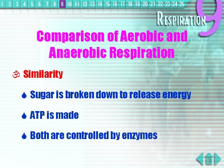 Comparison of Aerobic and Anaerobic Respiration  Similarity S Sugar is broken down to