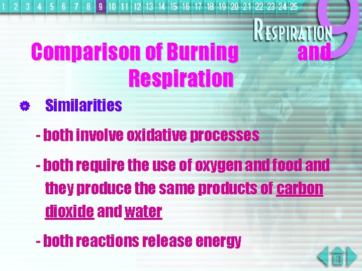 Comparison of Burning Respiration and | Similarities - both involve oxidative processes - both