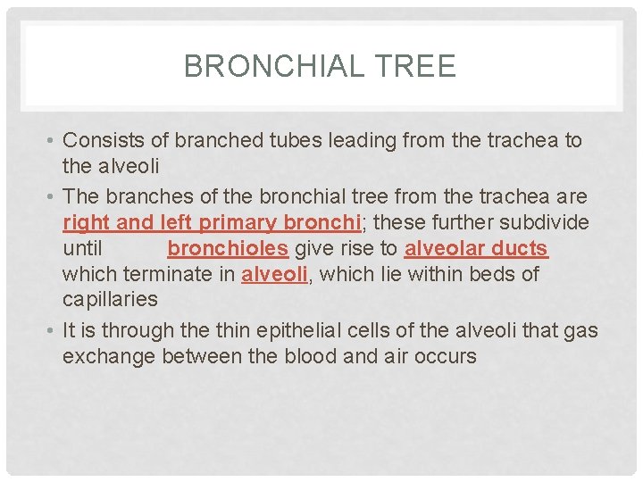 BRONCHIAL TREE • Consists of branched tubes leading from the trachea to the alveoli BRONCHIAL TREE • Consists of branched tubes leading from the trachea to the alveoli