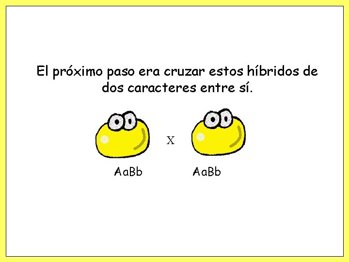 El próximo paso era cruzar estos híbridos de dos caracteres entre sí. X Aa. El próximo paso era cruzar estos híbridos de dos caracteres entre sí. X Aa.