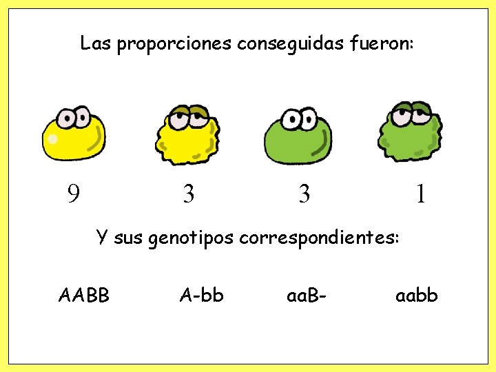 Las proporciones conseguidas fueron: 9 3 3 1 Y sus genotipos correspondientes: AABB A-bb Las proporciones conseguidas fueron: 9 3 3 1 Y sus genotipos correspondientes: AABB A-bb