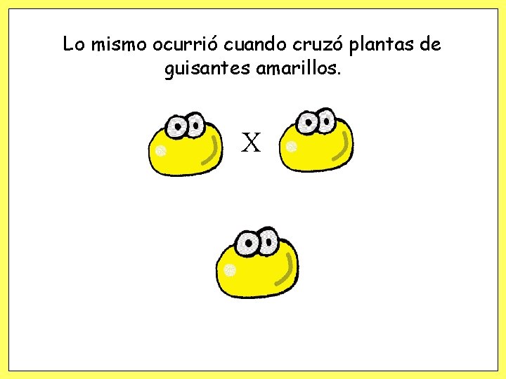 Lo mismo ocurrió cuando cruzó plantas de guisantes amarillos. X Lo mismo ocurrió cuando cruzó plantas de guisantes amarillos. X