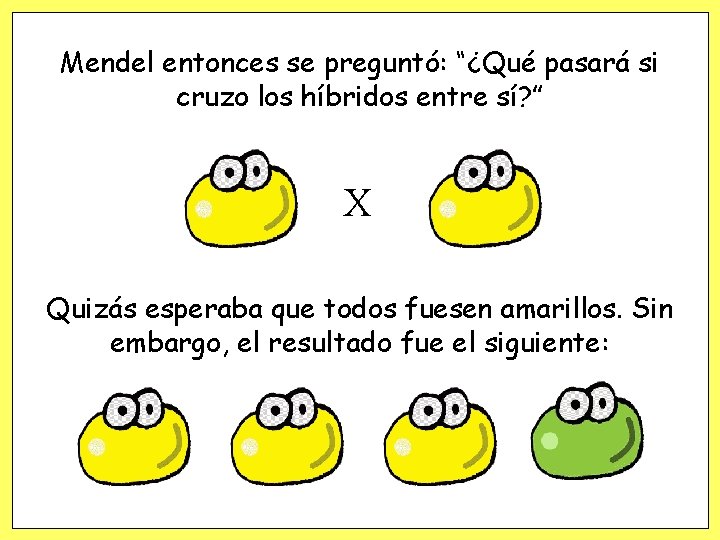 Mendel entonces se preguntó: “¿Qué pasará si cruzo los híbridos entre sí? ” X Mendel entonces se preguntó: “¿Qué pasará si cruzo los híbridos entre sí? ” X