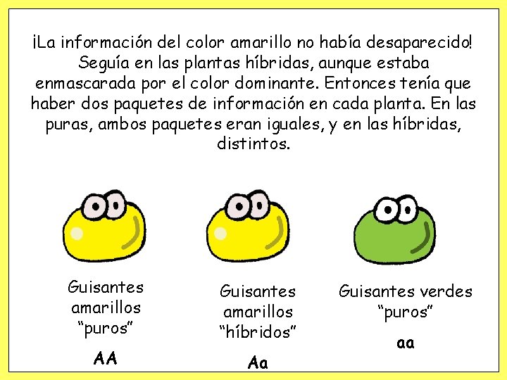 ¡La información del color amarillo no había desaparecido! Seguía en las plantas híbridas, aunque ¡La información del color amarillo no había desaparecido! Seguía en las plantas híbridas, aunque