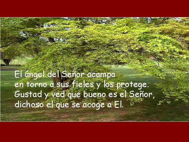 El ángel del Señor acampa en torno a sus fieles y los protege. Gustad