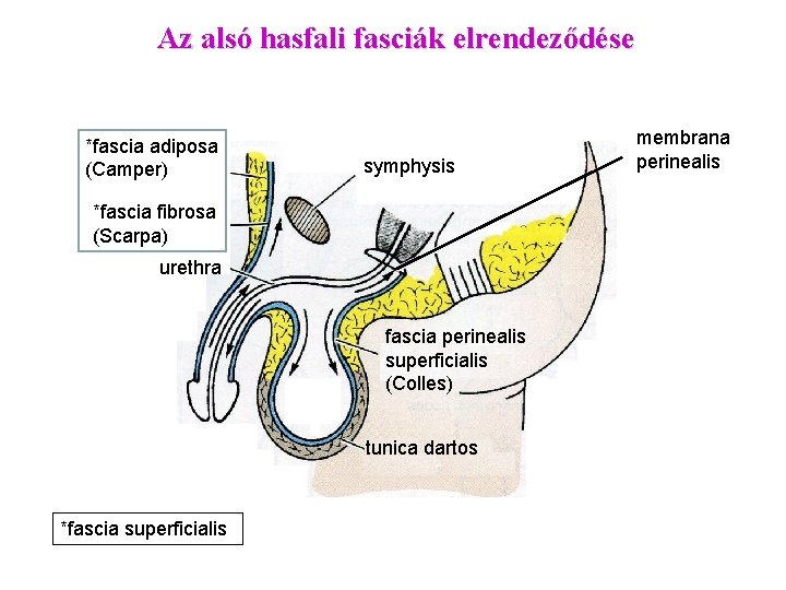Az alsó hasfali fasciák elrendeződése *fascia adiposa (Camper) symphysis *fascia fibrosa (Scarpa) urethra fascia