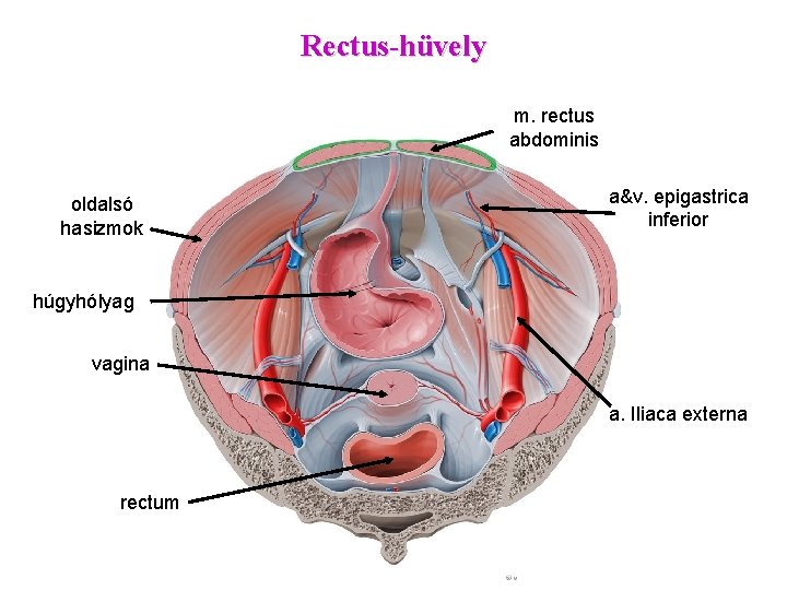 Rectus-hüvely m. rectus abdominis oldalsó hasizmok a&v. epigastrica inferior húgyhólyag vagina a. Iliaca externa