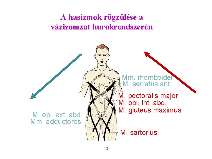 A hasizmok rögzülése a vázizomzat hurokrendszerén Mm. rhomboidei M. serratus ant. M. pectoralis major