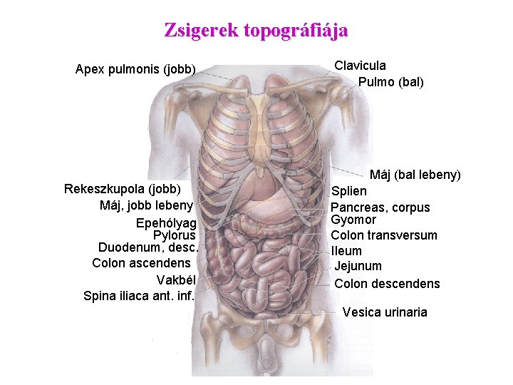 Zsigerek topográfiája Apex pulmonis (jobb) Rekeszkupola (jobb) Máj, jobb lebeny Epehólyag Pylorus Duodenum, desc.