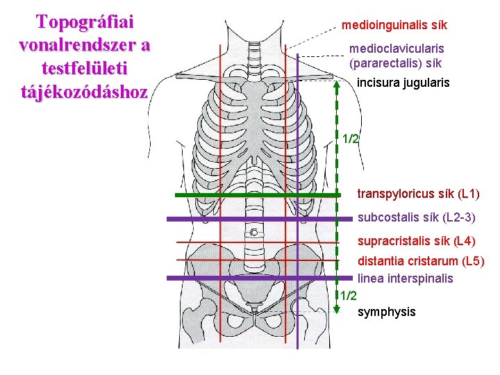 Topográfiai vonalrendszer a testfelületi tájékozódáshoz medioinguinalis sík medioclavicularis (pararectalis) sík incisura jugularis 1/2 transpyloricus