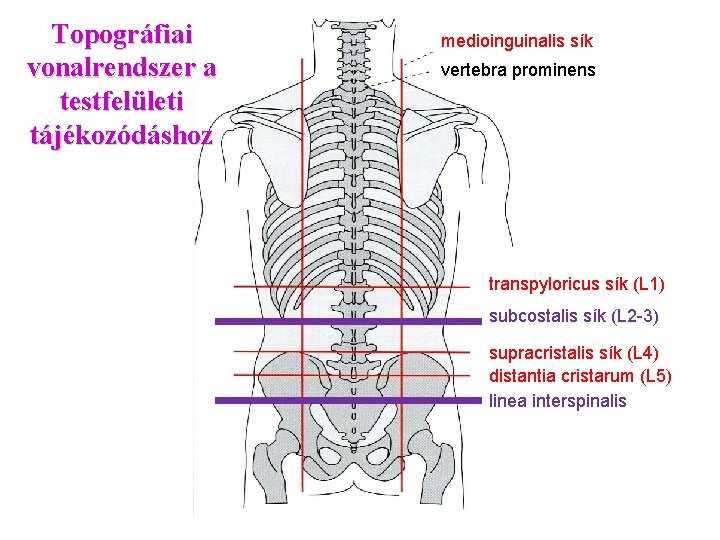 Topográfiai vonalrendszer a testfelületi tájékozódáshoz medioinguinalis sík vertebra prominens transpyloricus sík (L 1) subcostalis