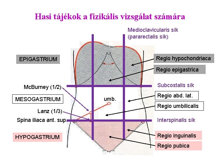 Hasi tájékok a fizikális vizsgálat számára Medioclavicularis sík (pararectalis sík) Regio hypochondriaca EPIGASTRIUM Regio