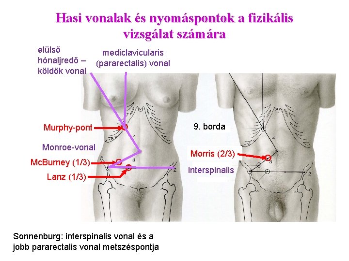 Hasi vonalak és nyomáspontok a fizikális vizsgálat számára elülső hónaljredő – köldök vonal mediclavicularis