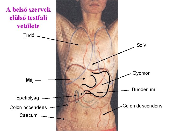 A belső szervek elülső testfali vetülete Tüdő Szív Gyomor Máj Duodenum Epehólyag Colon ascendens
