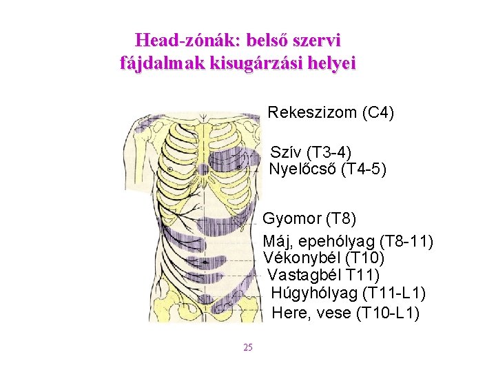 Head-zónák: belső szervi fájdalmak kisugárzási helyei Rekeszizom (C 4) Szív (T 3 -4) Nyelőcső