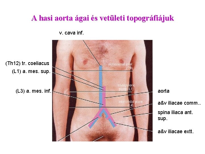 A hasi aorta ágai és vetületi topográfiájuk v. cava inf. (Th 12) tr. coeliacus