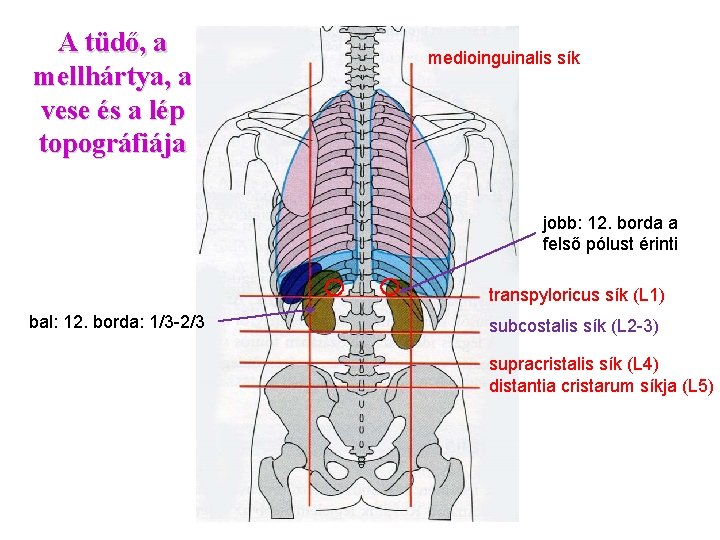 A tüdő, a mellhártya, a vese és a lép topográfiája medioinguinalis sík jobb: 12.