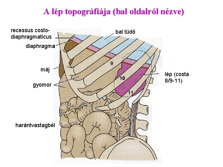 A lép topográfiája (bal oldalról nézve) recessus costodiaphragmaticus bal tüdő diaphragma máj gyomor harántvastagbél