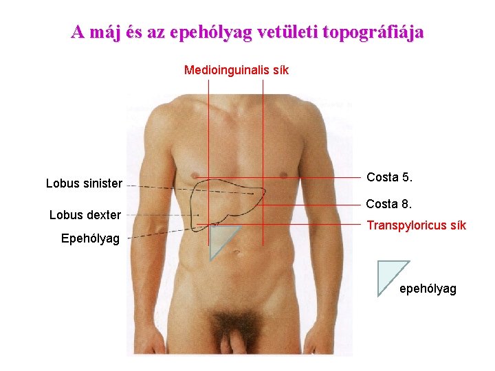 A máj és az epehólyag vetületi topográfiája Medioinguinalis sík Lobus sinister Lobus dexter Epehólyag