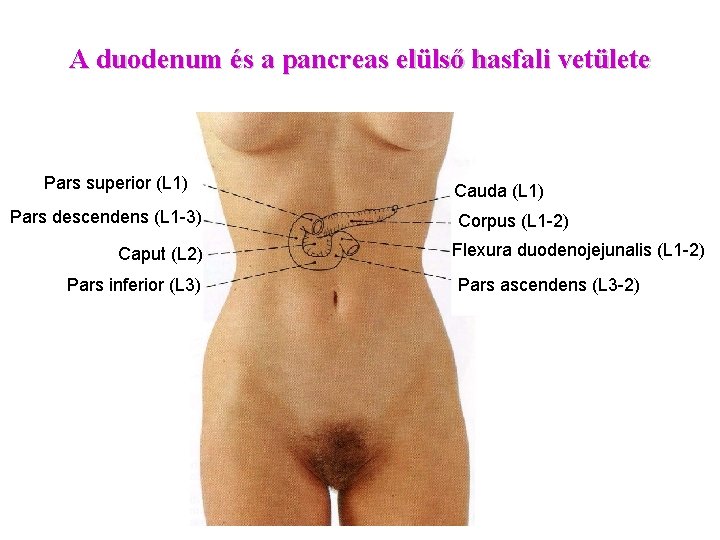 A duodenum és a pancreas elülső hasfali vetülete Pars superior (L 1) Pars descendens