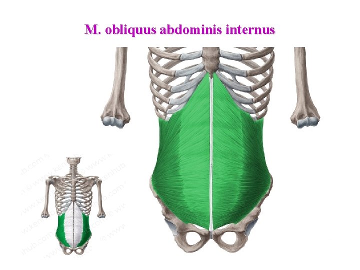 M. obliquus abdominis internus 