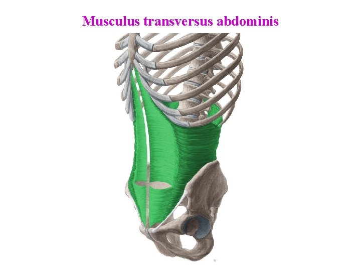 Musculus transversus abdominis 