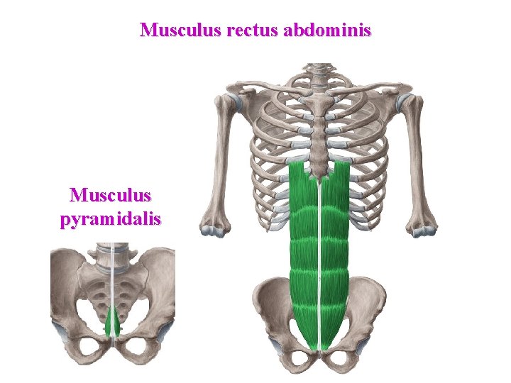 Musculus rectus abdominis Musculus pyramidalis 