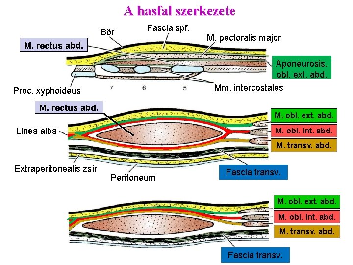 A hasfal szerkezete Bőr Fascia spf. M. rectus abd. M. pectoralis major Aponeurosis. obl.