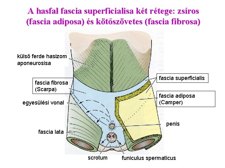 A hasfal fascia superficialisa két rétege: zsíros (fascia adiposa) és kötőszövetes (fascia fibrosa) külső