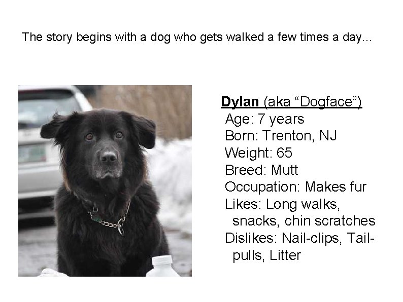 The story begins with a dog who gets walked a few times a day.