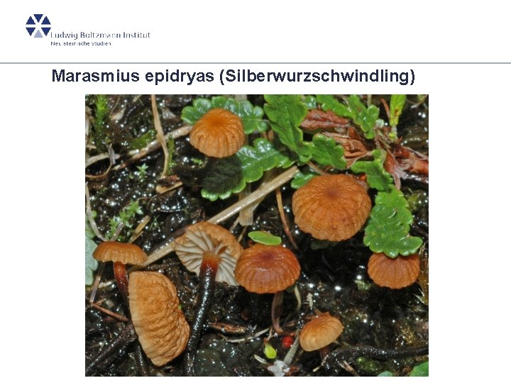 Marasmius epidryas (Silberwurzschwindling) 