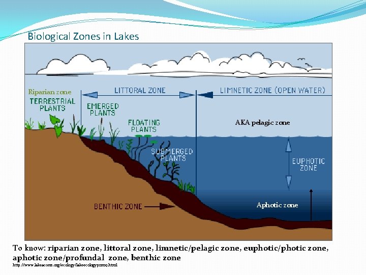 Biological Zones in Lakes Riparian zone AKA pelagic zone Aphotic zone To know: riparian Biological Zones in Lakes Riparian zone AKA pelagic zone Aphotic zone To know: riparian