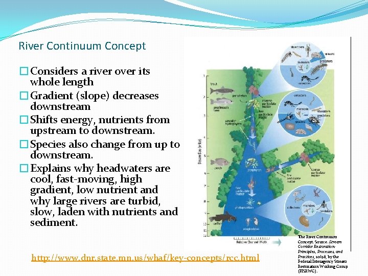 River Continuum Concept �Considers a river over its whole length �Gradient (slope) decreases downstream River Continuum Concept �Considers a river over its whole length �Gradient (slope) decreases downstream