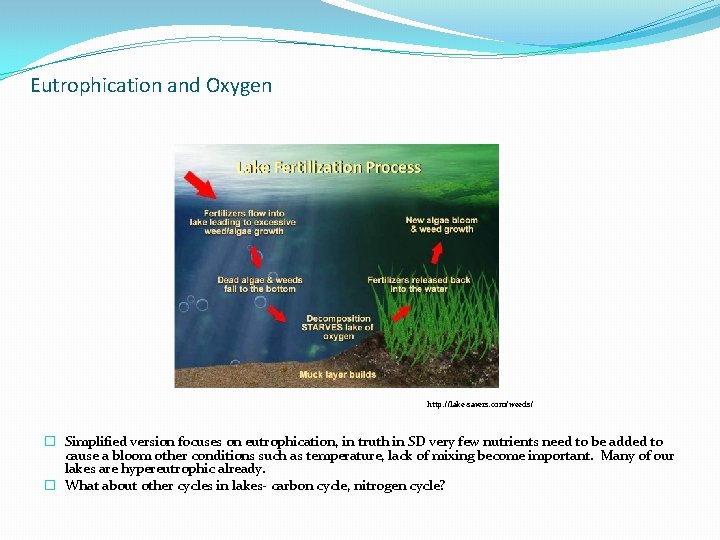 Eutrophication and Oxygen http: //lake-savers. com/weeds/ � Simplified version focuses on eutrophication, in truth Eutrophication and Oxygen http: //lake-savers. com/weeds/ � Simplified version focuses on eutrophication, in truth