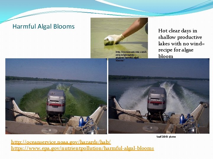 Harmful Algal Blooms http: //enviroscienceinc. com/s ervices/laboratoryanalysis/harmful-algalblooms/ Hot clear days in shallow productive lakes Harmful Algal Blooms http: //enviroscienceinc. com/s ervices/laboratoryanalysis/harmful-algalblooms/ Hot clear days in shallow productive lakes