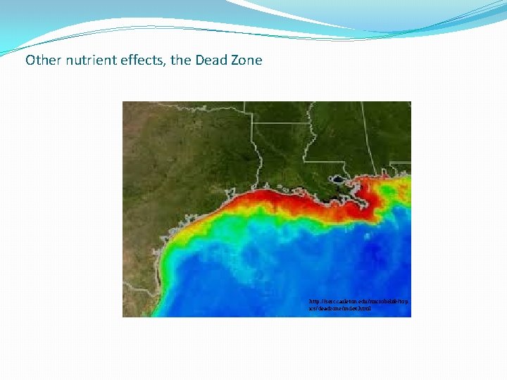 Other nutrient effects, the Dead Zone http: //serc. carleton. edu/microbelife/top ics/deadzone/index. html Other nutrient effects, the Dead Zone http: //serc. carleton. edu/microbelife/top ics/deadzone/index. html