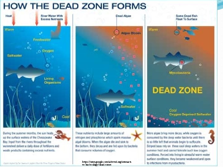 https: //sites. google. com/a/svvsd. org/interacti ve-bio/ecology/dead-zones https: //sites. google. com/a/svvsd. org/interacti ve-bio/ecology/dead-zones