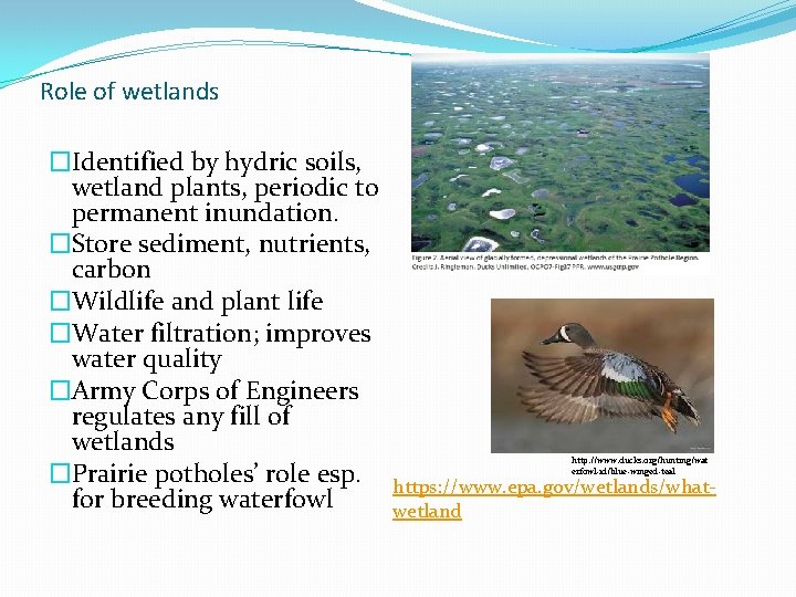 Role of wetlands �Identified by hydric soils, wetland plants, periodic to permanent inundation. �Store Role of wetlands �Identified by hydric soils, wetland plants, periodic to permanent inundation. �Store